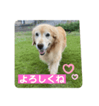 ゴールデンさくらの日々❹（個別スタンプ：21）