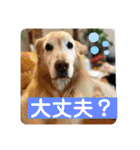 ゴールデンさくらの日々❹（個別スタンプ：23）