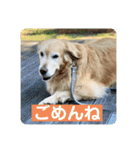ゴールデンさくらの日々❹（個別スタンプ：24）