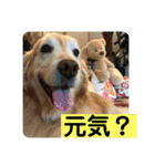 ゴールデンさくらの日々❹（個別スタンプ：25）