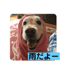 ゴールデンさくらの日々❹（個別スタンプ：27）