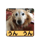 ゴールデンさくらの日々❹（個別スタンプ：29）