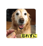 ゴールデンさくらの日々❹（個別スタンプ：30）