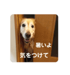ゴールデンさくらの日々❹（個別スタンプ：31）