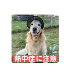 ゴールデンさくらの日々❹（個別スタンプ：32）