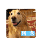 ゴールデンさくらの日々❹（個別スタンプ：33）