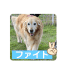 ゴールデンさくらの日々❹（個別スタンプ：34）