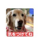 ゴールデンさくらの日々❹（個別スタンプ：36）