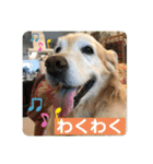 ゴールデンさくらの日々❹（個別スタンプ：37）