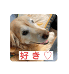 ゴールデンさくらの日々❹（個別スタンプ：38）
