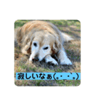 ゴールデンさくらの日々❹（個別スタンプ：39）