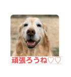 ゴールデンさくらの日々❹（個別スタンプ：40）