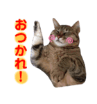 みーさんとみゃーさん（個別スタンプ：1）