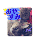 みーさんとみゃーさん（個別スタンプ：4）