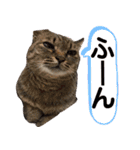 みーさんとみゃーさん（個別スタンプ：5）