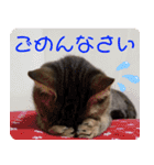 みーさんとみゃーさん（個別スタンプ：8）