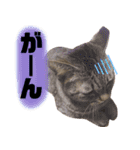 みーさんとみゃーさん（個別スタンプ：10）