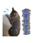 みーさんとみゃーさん（個別スタンプ：17）