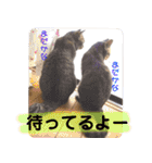みーさんとみゃーさん（個別スタンプ：18）