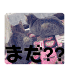 みーさんとみゃーさん（個別スタンプ：19）