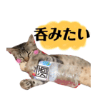 みーさんとみゃーさん（個別スタンプ：24）