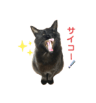 トラとクロのスタンプ（個別スタンプ：5）