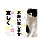 やんくん、（個別スタンプ：1）
