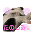 やんくん、（個別スタンプ：5）
