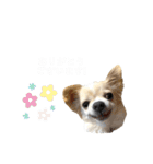 天野家のこむぎさん。16種類（個別スタンプ：8）