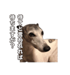 Every Day Zig's（個別スタンプ：1）