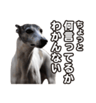 Every Day Zig's（個別スタンプ：2）