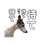 Every Day Zig's（個別スタンプ：3）