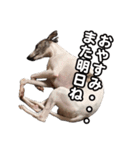 Every Day Zig's（個別スタンプ：4）