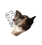 Every Day Zig's（個別スタンプ：5）