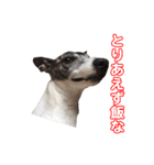 Every Day Zig's（個別スタンプ：6）