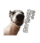 Every Day Zig's（個別スタンプ：9）