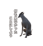 Every Day Zig's（個別スタンプ：10）