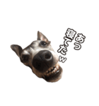Every Day Zig's（個別スタンプ：11）