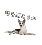 Every Day Zig's（個別スタンプ：12）