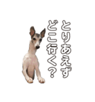 Every Day Zig's（個別スタンプ：14）