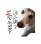 Every Day Zig's（個別スタンプ：15）