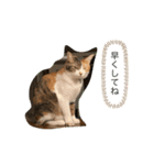 アベポンスタンプ（個別スタンプ：2）
