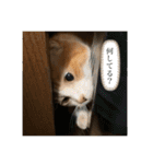 アベポンスタンプ（個別スタンプ：3）