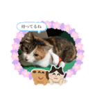 アベポンスタンプ（個別スタンプ：9）