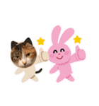 アベポンスタンプ（個別スタンプ：10）