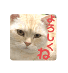 しずくねこ⑤（個別スタンプ：2）