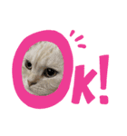 しずくねこ⑤（個別スタンプ：6）