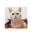 しずくねこ⑤（個別スタンプ：7）