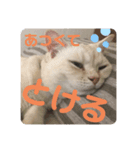 ミヌエットのしずく⑥（個別スタンプ：5）