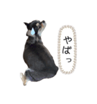 ちわわのとらちゃん（個別スタンプ：2）